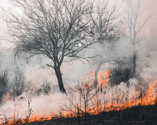 Uni 1257: Inovação e sustentabilidade na prevenção de incêndios florestais